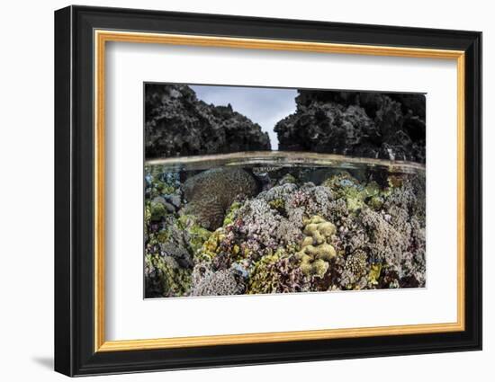 A Colorful Coral Reef Grows in Shallow Water in the Solomon Islands-Stocktrek Images-Framed Photographic Print