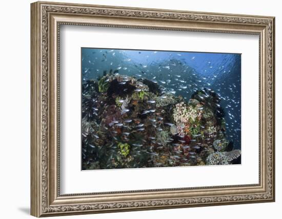 A Colorful Coral Reef Is Covered by Fish in Indonesia-Stocktrek Images-Framed Photographic Print