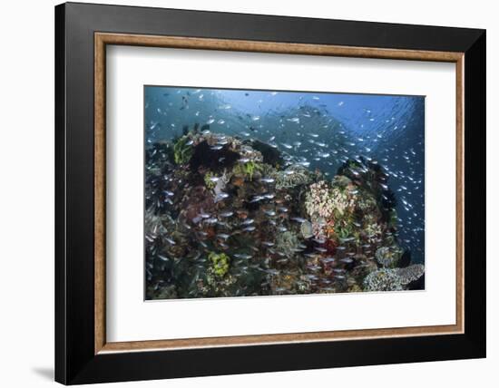 A Colorful Coral Reef Is Covered by Fish in Indonesia-Stocktrek Images-Framed Photographic Print