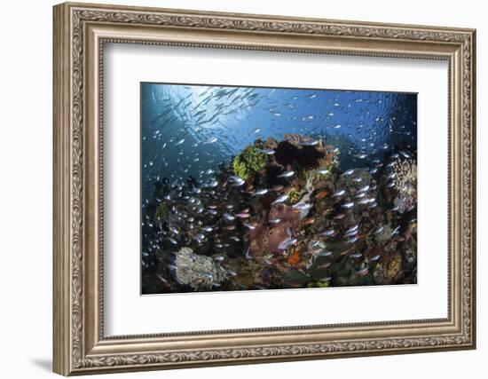 A Colorful Coral Reef Is Covered by Fish in Indonesia-Stocktrek Images-Framed Photographic Print