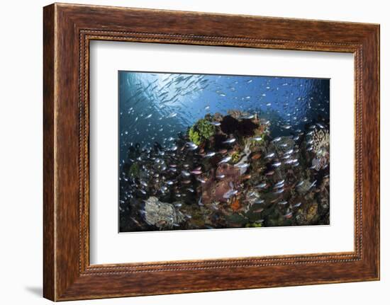 A Colorful Coral Reef Is Covered by Fish in Indonesia-Stocktrek Images-Framed Photographic Print