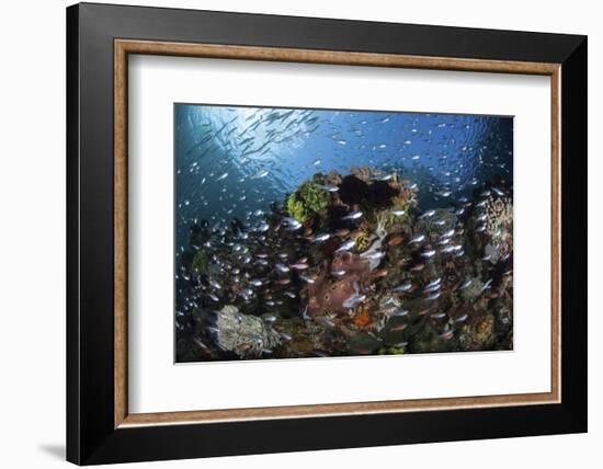 A Colorful Coral Reef Is Covered by Fish in Indonesia-Stocktrek Images-Framed Photographic Print