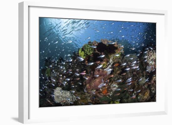 A Colorful Coral Reef Is Covered by Fish in Indonesia-Stocktrek Images-Framed Photographic Print