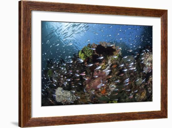 A Colorful Coral Reef Is Covered by Fish in Indonesia-Stocktrek Images-Framed Photographic Print