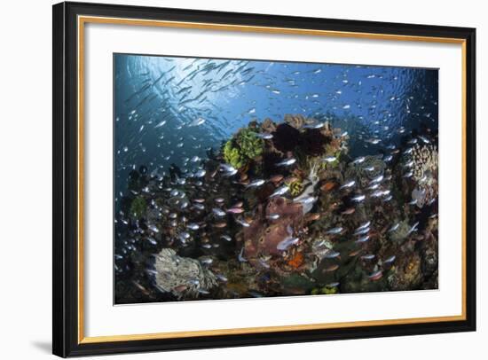 A Colorful Coral Reef Is Covered by Fish in Indonesia-Stocktrek Images-Framed Photographic Print