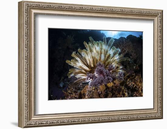 A Colorful Crinoid in Komodo National Park, Indonesia-Stocktrek Images-Framed Photographic Print