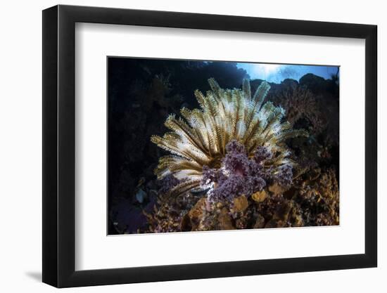 A Colorful Crinoid in Komodo National Park, Indonesia-Stocktrek Images-Framed Photographic Print