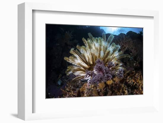 A Colorful Crinoid in Komodo National Park, Indonesia-Stocktrek Images-Framed Photographic Print