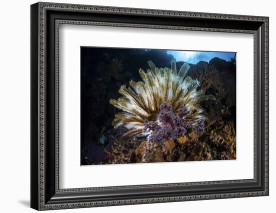 A Colorful Crinoid in Komodo National Park, Indonesia-Stocktrek Images-Framed Photographic Print