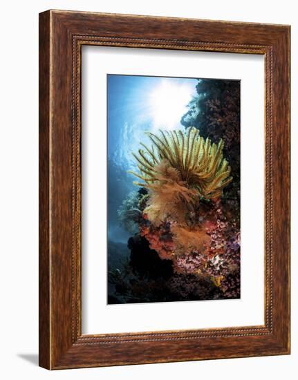 A Colorful Crinoid in Komodo National Park, Indonesia-Stocktrek Images-Framed Photographic Print