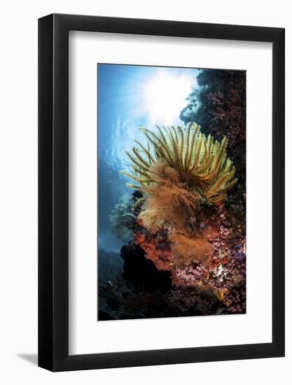 A Colorful Crinoid in Komodo National Park, Indonesia-Stocktrek Images-Framed Photographic Print