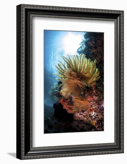 A Colorful Crinoid in Komodo National Park, Indonesia-Stocktrek Images-Framed Photographic Print