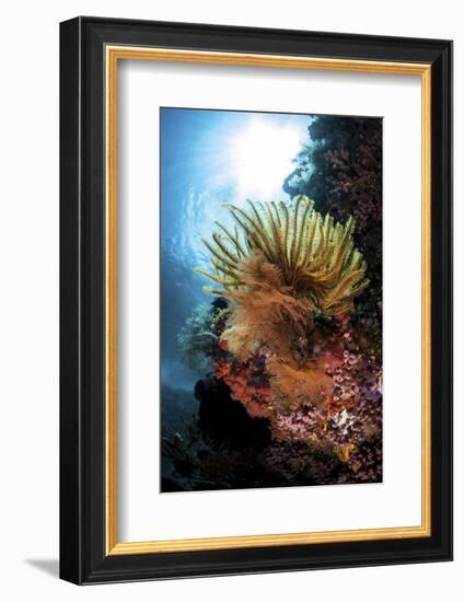 A Colorful Crinoid in Komodo National Park, Indonesia-Stocktrek Images-Framed Photographic Print