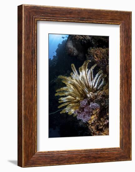 A Colorful Crinoid in Komodo National Park, Indonesia-Stocktrek Images-Framed Photographic Print