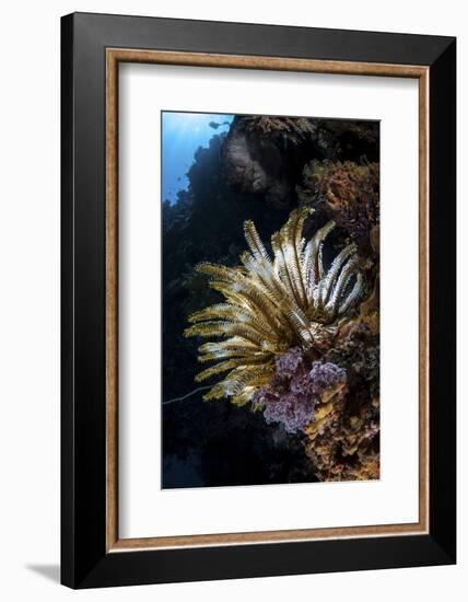 A Colorful Crinoid in Komodo National Park, Indonesia-Stocktrek Images-Framed Photographic Print