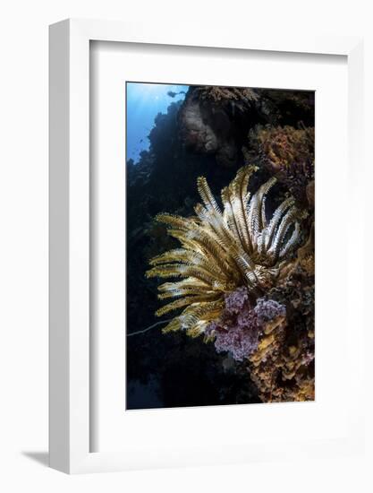 A Colorful Crinoid in Komodo National Park, Indonesia-Stocktrek Images-Framed Photographic Print