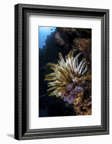 A Colorful Crinoid in Komodo National Park, Indonesia-Stocktrek Images-Framed Photographic Print