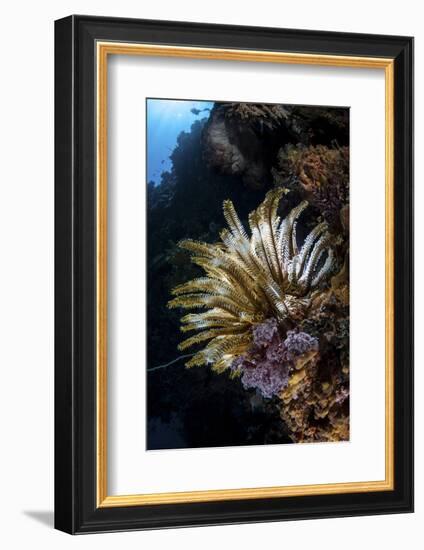 A Colorful Crinoid in Komodo National Park, Indonesia-Stocktrek Images-Framed Photographic Print