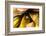 A colorful Day Gecko in a bromeliad flower-Mark A Johnson-Framed Photographic Print