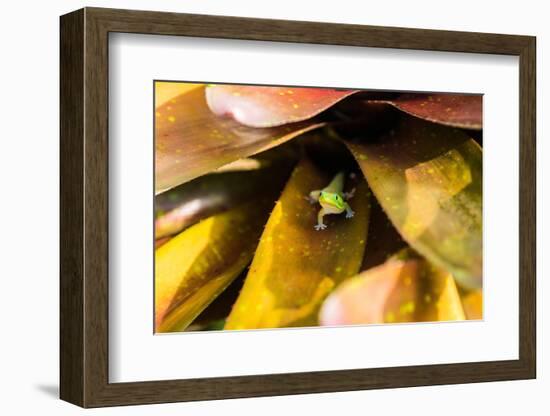 A colorful Day Gecko in a bromeliad flower-Mark A Johnson-Framed Photographic Print