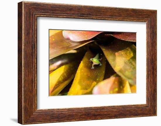 A colorful Day Gecko in a bromeliad flower-Mark A Johnson-Framed Photographic Print