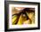 A colorful Day Gecko in a bromeliad flower-Mark A Johnson-Framed Photographic Print