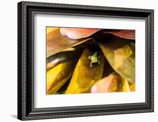 A colorful Day Gecko in a bromeliad flower-Mark A Johnson-Framed Photographic Print