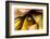 A colorful Day Gecko in a bromeliad flower-Mark A Johnson-Framed Photographic Print