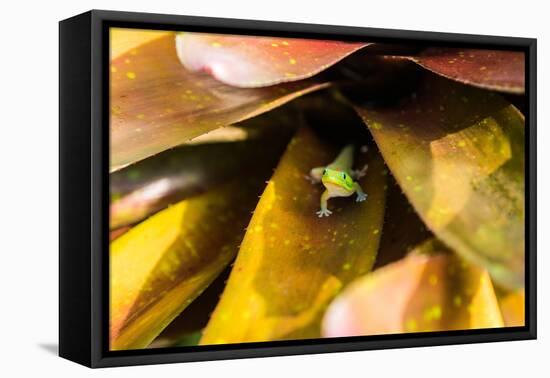 A colorful Day Gecko in a bromeliad flower-Mark A Johnson-Framed Premier Image Canvas