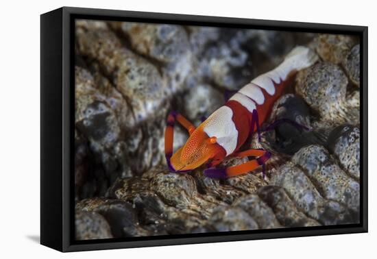 A Colorful Emperor Shrimp Sits Atop a Sea Cucumber-Stocktrek Images-Framed Premier Image Canvas