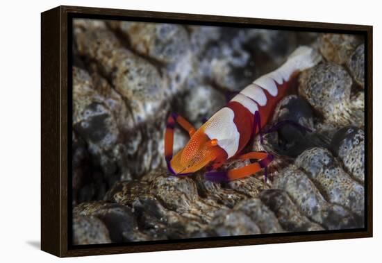 A Colorful Emperor Shrimp Sits Atop a Sea Cucumber-Stocktrek Images-Framed Premier Image Canvas