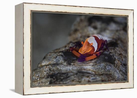 A Colorful Emperor Shrimp Sits Atop a Sea Cucumber-Stocktrek Images-Framed Premier Image Canvas