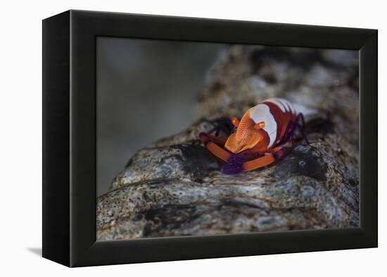 A Colorful Emperor Shrimp Sits Atop a Sea Cucumber-Stocktrek Images-Framed Premier Image Canvas