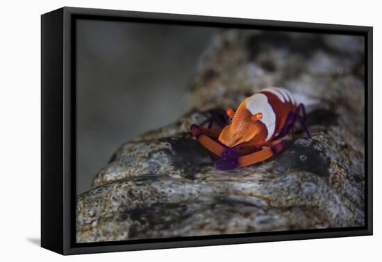 A Colorful Emperor Shrimp Sits Atop a Sea Cucumber-Stocktrek Images-Framed Premier Image Canvas