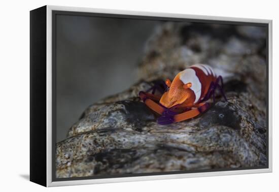 A Colorful Emperor Shrimp Sits Atop a Sea Cucumber-Stocktrek Images-Framed Premier Image Canvas