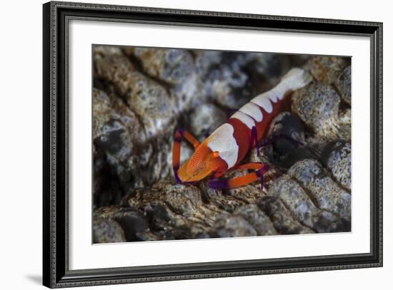 A Colorful Emperor Shrimp Sits Atop a Sea Cucumber-Stocktrek Images-Framed Photographic Print