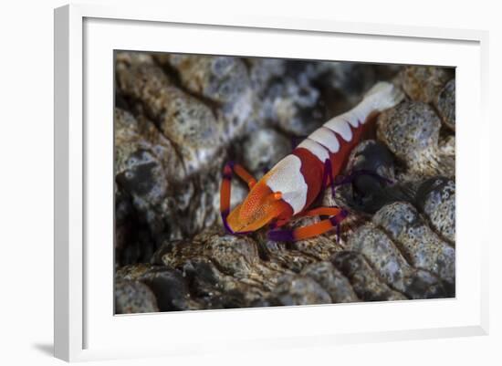 A Colorful Emperor Shrimp Sits Atop a Sea Cucumber-Stocktrek Images-Framed Photographic Print