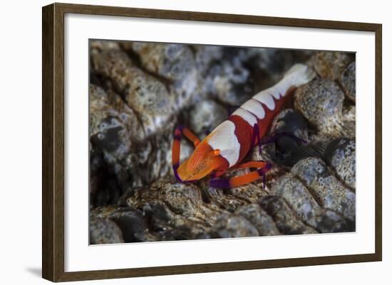 A Colorful Emperor Shrimp Sits Atop a Sea Cucumber-Stocktrek Images-Framed Photographic Print