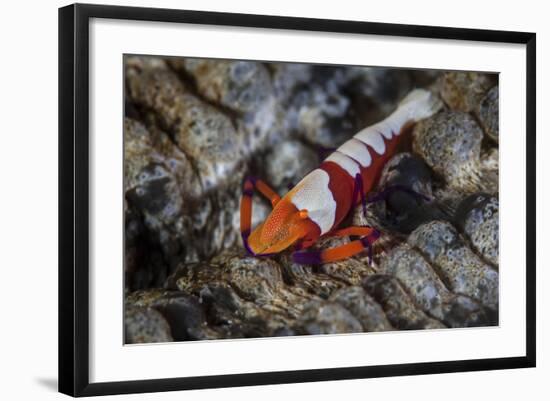 A Colorful Emperor Shrimp Sits Atop a Sea Cucumber-Stocktrek Images-Framed Photographic Print