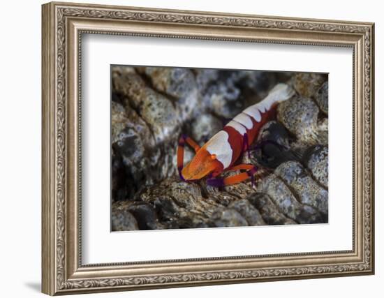 A Colorful Emperor Shrimp Sits Atop a Sea Cucumber-Stocktrek Images-Framed Photographic Print