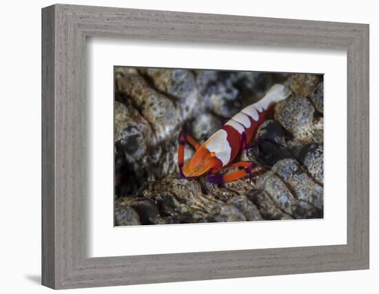 A Colorful Emperor Shrimp Sits Atop a Sea Cucumber-Stocktrek Images-Framed Photographic Print