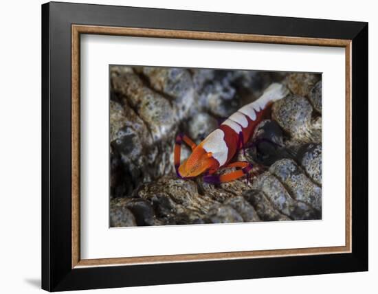 A Colorful Emperor Shrimp Sits Atop a Sea Cucumber-Stocktrek Images-Framed Photographic Print