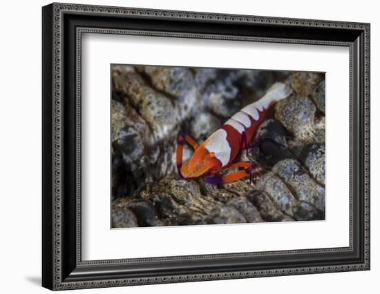 A Colorful Emperor Shrimp Sits Atop a Sea Cucumber-Stocktrek Images-Framed Photographic Print