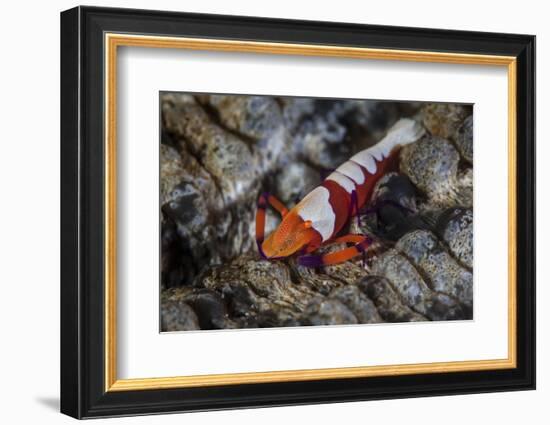 A Colorful Emperor Shrimp Sits Atop a Sea Cucumber-Stocktrek Images-Framed Photographic Print