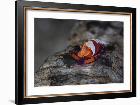 A Colorful Emperor Shrimp Sits Atop a Sea Cucumber-Stocktrek Images-Framed Photographic Print