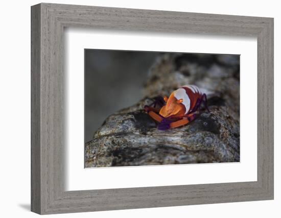 A Colorful Emperor Shrimp Sits Atop a Sea Cucumber-Stocktrek Images-Framed Photographic Print