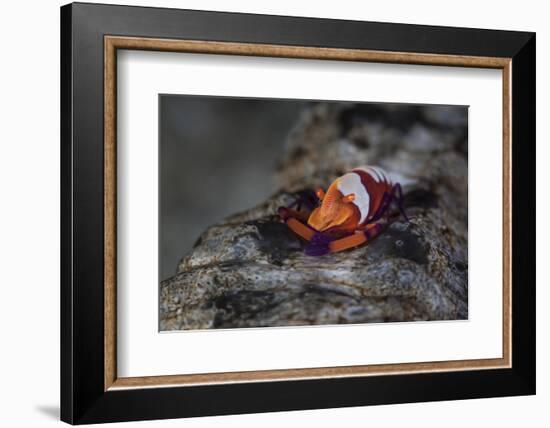 A Colorful Emperor Shrimp Sits Atop a Sea Cucumber-Stocktrek Images-Framed Photographic Print