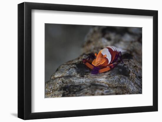 A Colorful Emperor Shrimp Sits Atop a Sea Cucumber-Stocktrek Images-Framed Photographic Print