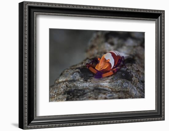 A Colorful Emperor Shrimp Sits Atop a Sea Cucumber-Stocktrek Images-Framed Photographic Print