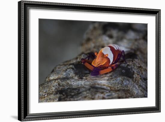 A Colorful Emperor Shrimp Sits Atop a Sea Cucumber-Stocktrek Images-Framed Photographic Print